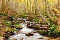 Stream in autumn beech forest Royalty Free Stock Photo