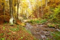 Stream in autumn beech forest Royalty Free Stock Photo