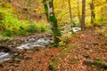 Stream in autumn beech forest Royalty Free Stock Photo