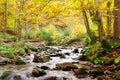 Stream in autumn beech forest Royalty Free Stock Photo