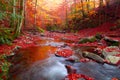 Stream in autumn beech forest Royalty Free Stock Photo