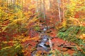 Stream in autumn beech forest Royalty Free Stock Photo