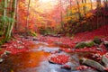 Stream in autumn beech forest Royalty Free Stock Photo