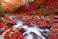 Stream in autumn beech forest Royalty Free Stock Photo