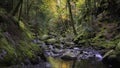 Stream in autumn coloured forest Royalty Free Stock Photo