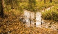 Small stream with floating leaves in the water Royalty Free Stock Photo