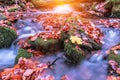 Stream in autumn forest Royalty Free Stock Photo