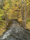 Stream in autumnal forest Royalty Free Stock Photo