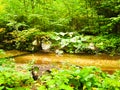 a stream through a beautiful forest, green forest, peaceful and quiet place