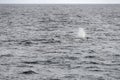 Stream breath of sperm whale surfacing at Andenes, Norway