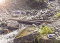 Stream with clear transparent water in the mountains. Water source. Mineral water.