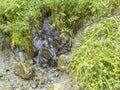 Stream with clear transparent water in the mountains. Water source. Mineral water