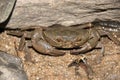 Stream crab or River crab hiding in the rocks