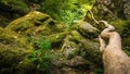 Stream or creek flowing between mossy rocks, water, autumn, Ireland