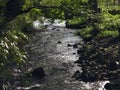 Stream cross the forest, the sun through the forest to the creek