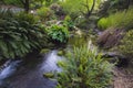 Stream at Crystal Springs Rhododendron Garden Royalty Free Stock Photo