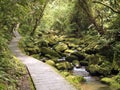 Stream Da Gou Xi through mossy rocks in forest