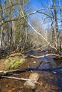 Stream in a deciduous forest a with fallen tree branches at springtime Royalty Free Stock Photo