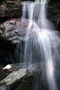 View of tropical jungle with waterfall in the Henri Pittier National Park Venezuela Gyranthera caribensis