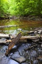 Stream deep in the woods Royalty Free Stock Photo