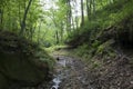 Stream in dense forest
