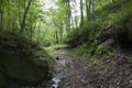 Stream in dense forest Royalty Free Stock Photo