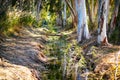 Stream in the eucalyptus grove. Royalty Free Stock Photo