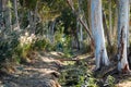 Stream in eucalyptus grove.