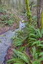 Stream and Ferns