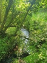 Green flowing paradise deep in the English countryside