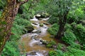 A Stream flowing through forest in Himalayan Mountains, Uttarakhand, India Royalty Free Stock Photo