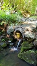 stream flowing through green mossy rocks in woodland area near forest Royalty Free Stock Photo