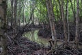 Mangrove forest in Can Gio monkey Island Vietnam. Royalty Free Stock Photo