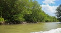 Mangrove forest in Can Gio monkey Island Vietnam. Royalty Free Stock Photo