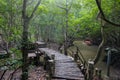 Mangrove forest in Can Gio monkey Island Vietnam. Royalty Free Stock Photo