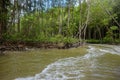Mangrove forest in Can Gio monkey Island Vietnam. Royalty Free Stock Photo