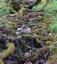 A stream flowing through the moss and tree roots of a wooded area Royalty Free Stock Photo
