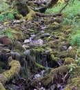 A stream flowing through the moss and tree roots of a wooded area