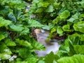 Stream flowing smoothly between big green leaves in the forest Royalty Free Stock Photo