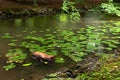 Stream flowing through a town park in southern Germany