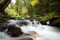 stream flowing among the trees through an autumn forest a brook over stones covered with moss conifers and deciduous from slope of Royalty Free Stock Photo