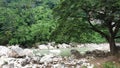 Stream flowing water with rocky terrain. Royalty Free Stock Photo