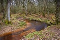 Stream flowing through Winter Autumn Fall forest