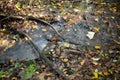 Stream flows through an enchanted Autumn woodland