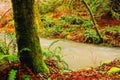 A stream flows through a rainy forest Royalty Free Stock Photo