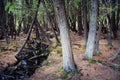 Stream Forest, Kitch-iti-kipi State Park, Michigan Royalty Free Stock Photo