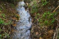 A stream in the forest Royalty Free Stock Photo