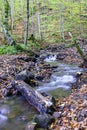 Stream in Forest Royalty Free Stock Photo