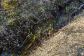 Stream in forest. Beautiful nature landscape. Trees reflection on water. Royalty Free Stock Photo