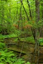 Stream in the Forest Royalty Free Stock Photo